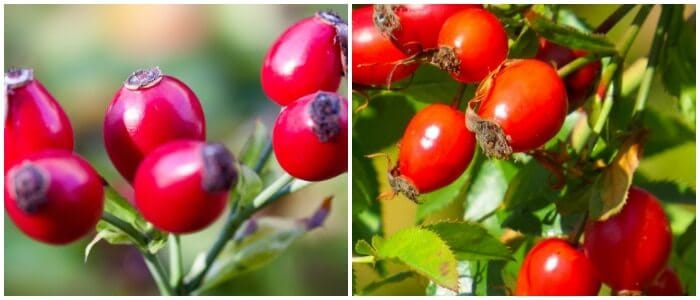 escaramujo y vitamina c